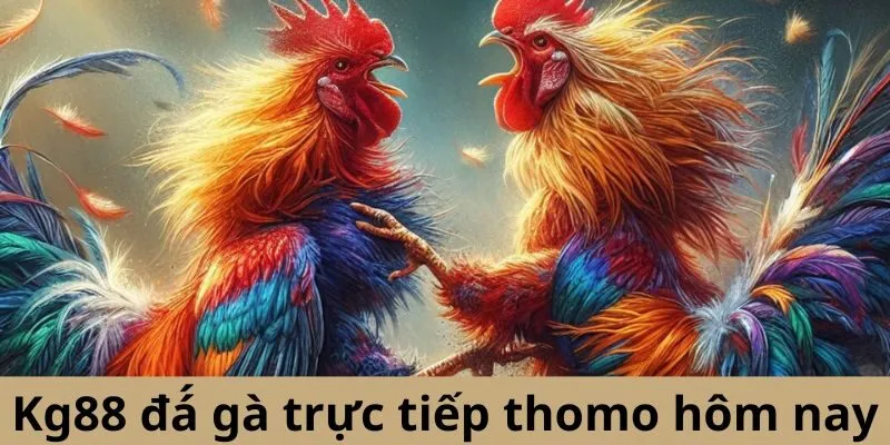 Debet đá gà trực tiếp thomo hôm nay