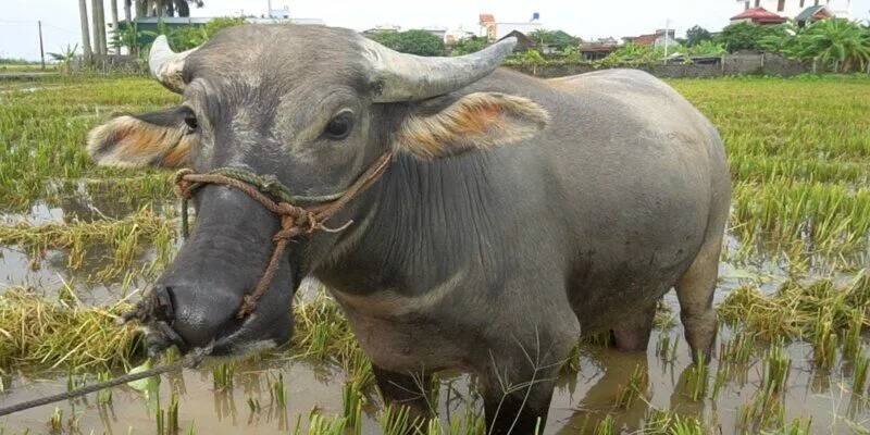 Mơ thấy trâu đánh ngụ ý điềm tốt hay xấu?