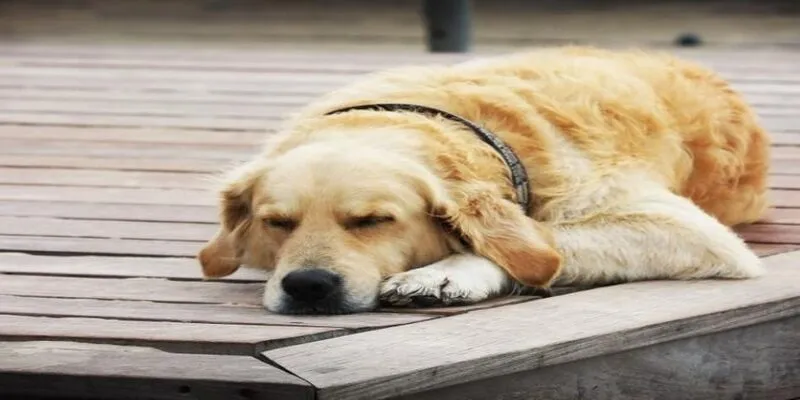 Lô thủ nên đánh con gì khi mơ thấy chó vàng